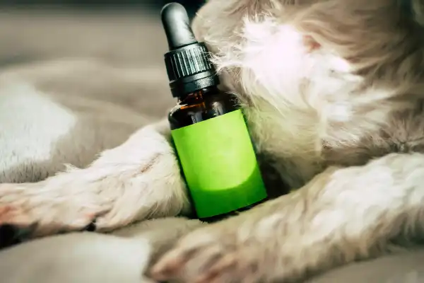 Natural Pain Relief for Dogs