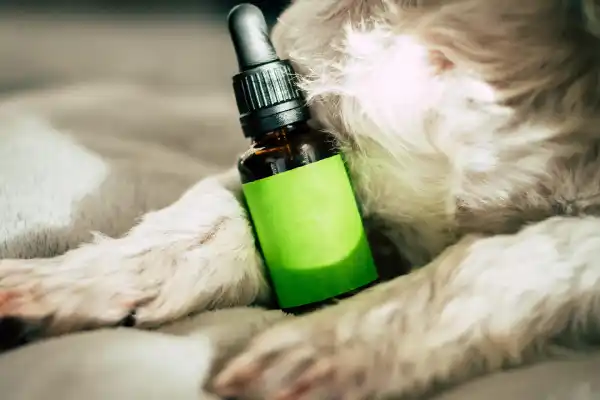 Types of Pain Medications for Dogs