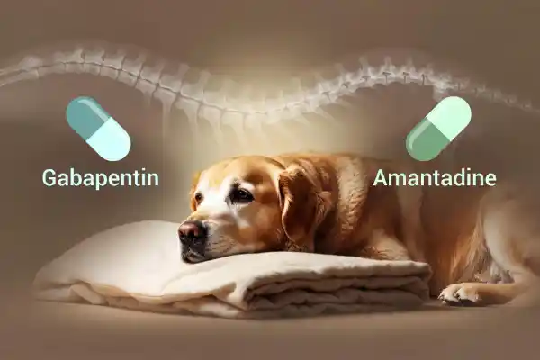Amantadine vs Gabapentin for Dogs