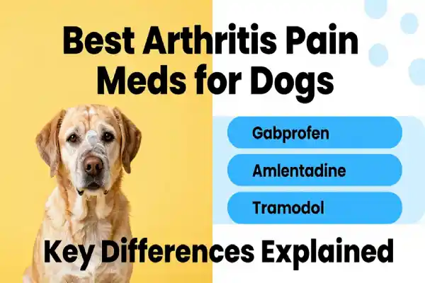 Best Pain Medication for Dogs with Arthritis