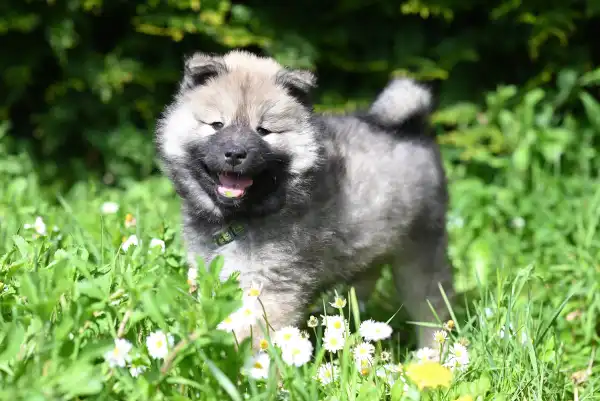 Clavamox Side Effects in Dogs