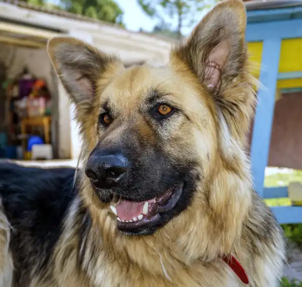 Enrofloxacin Side Effects in Dogs