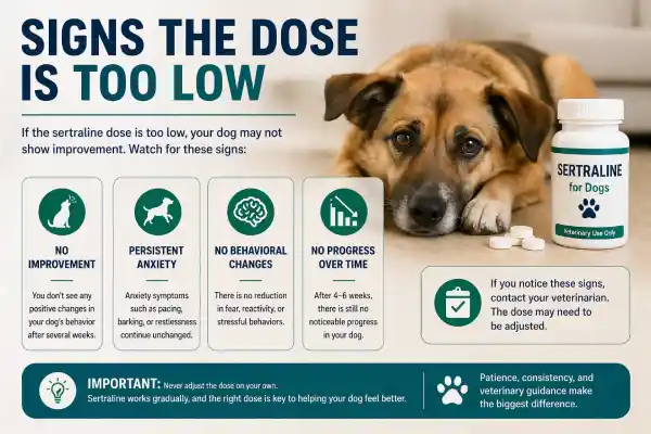 Sertraline Dosage for Dogs