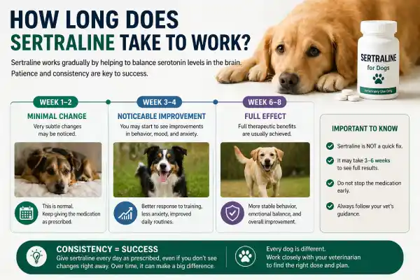 Sertraline for Dogs