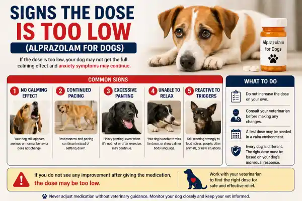 Alprazolam Dosage for Dogs
