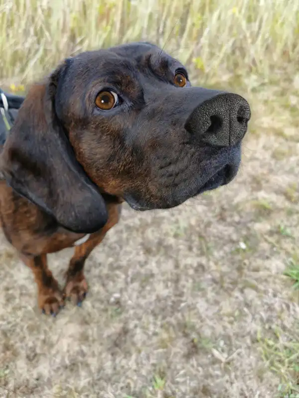 Trimethoprim-Sulfa for Dogs