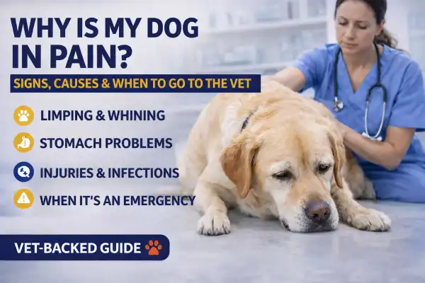 Why Is My Dog in Pain