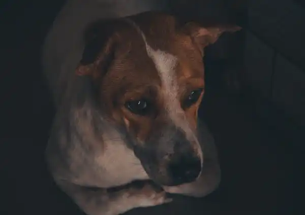 Doxycycline for Dogs