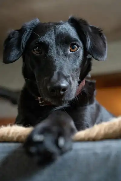 Keppra Dosage for Dogs