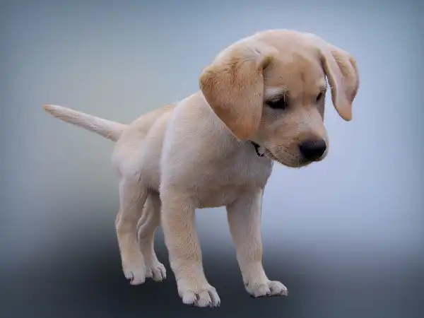 Enrofloxacin (Baytril) for Dogs