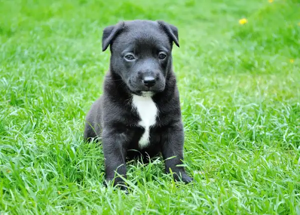 Is Enrofloxacin Safe for Puppies?