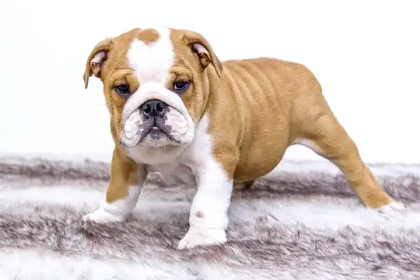 Is Enrofloxacin Safe for Puppies?