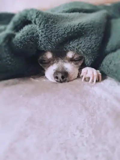 Keppra Side Effects in Dogs