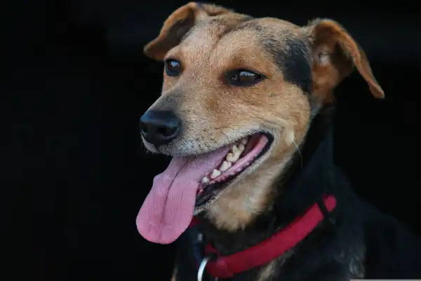 Phenobarbital Dosage for Dogs