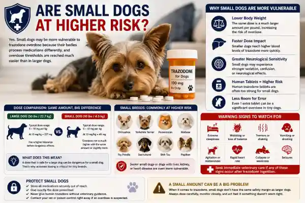 What Happens If Dogs Take Too Much Trazodone?