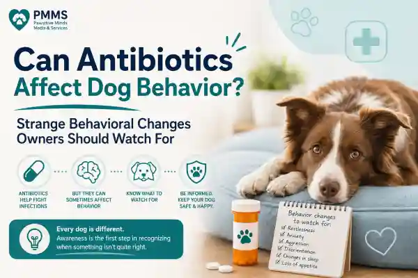 Can Antibiotics Affect Dog Behavior?