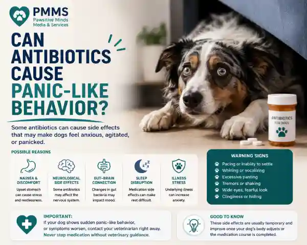 Can Antibiotics Cause Anxiety in Dogs?