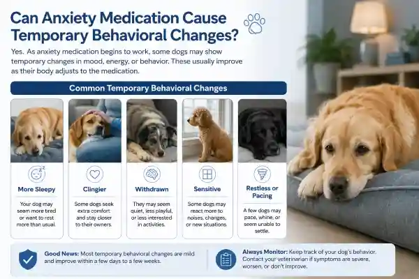 Can Anxiety Medication Cause Confusion in Dogs?