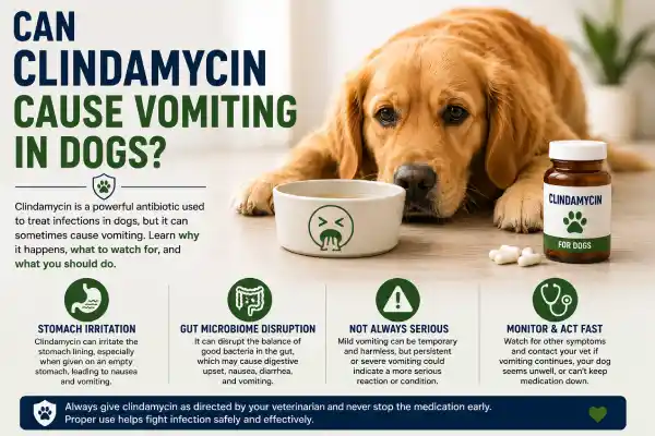 Can Clindamycin Cause Vomiting in Dogs