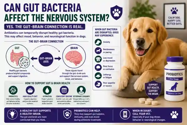 Can Antibiotics Cause Neurological Problems in Dogs?
