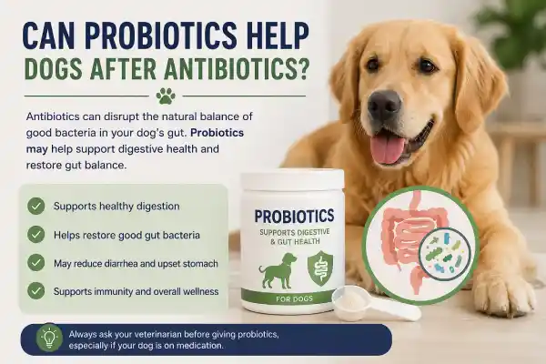 Why Is My Dog Vomiting After Antibiotics