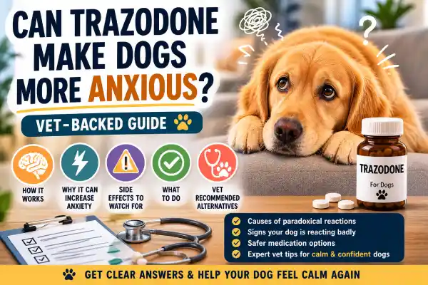Can Trazodone Make Dogs More Anxious?