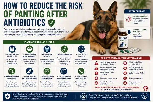 Why Is My Dog Panting After Antibiotics