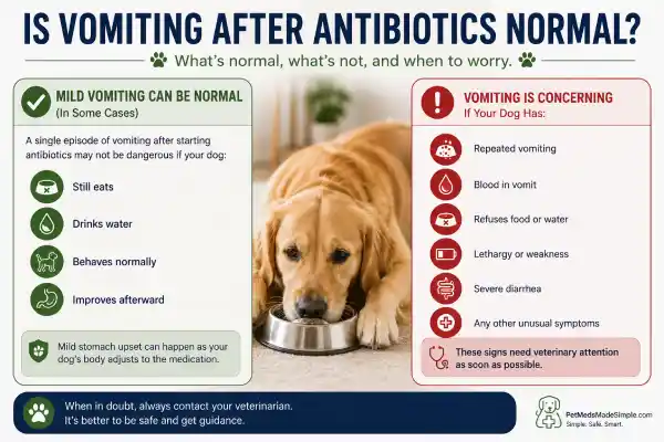 Why Is My Dog Vomiting After Antibiotics