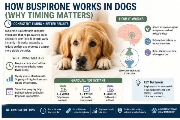 Best Time of Day to Give Buspirone