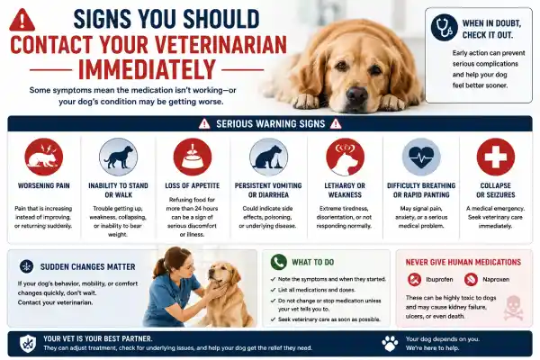 What to Do If Dog Medication Is Not Working