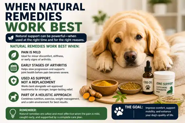 What Can I Give My Dog for Pain?