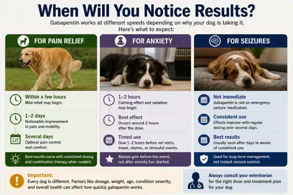 ow Fast Does Gabapentin Work in Dogs