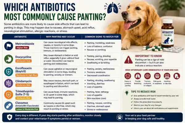 Why Is My Dog Panting After Antibiotics