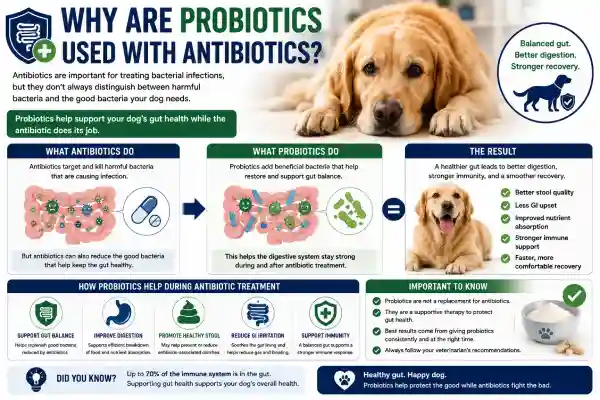 Can Dogs Take Probiotics With Antibiotics?