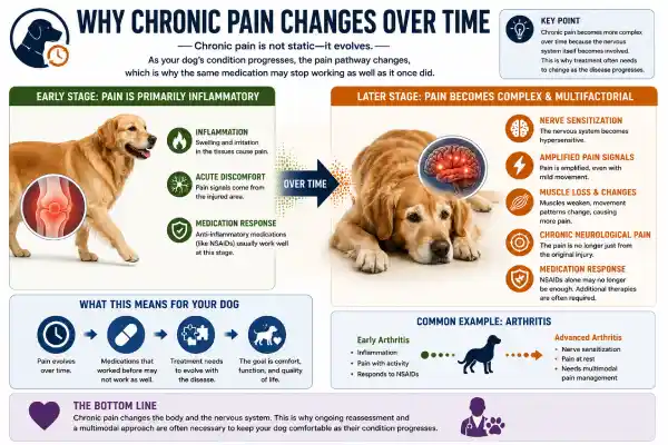 What to Do If Dog Medication Is Not Working