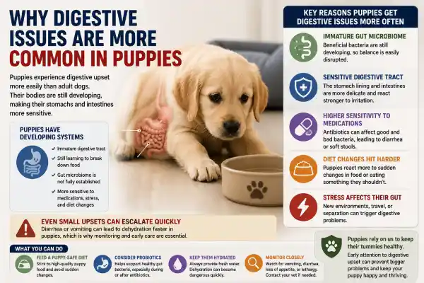 Is Cephalexin Safe for Puppies