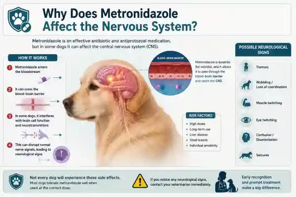 Why Does My Dog Shake After Metronidazole?