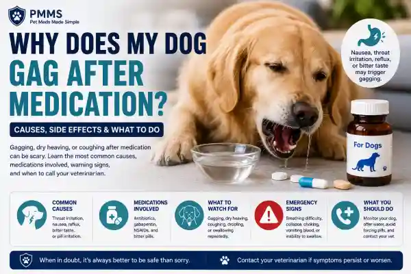Why Does My Dog Gag After Medication?