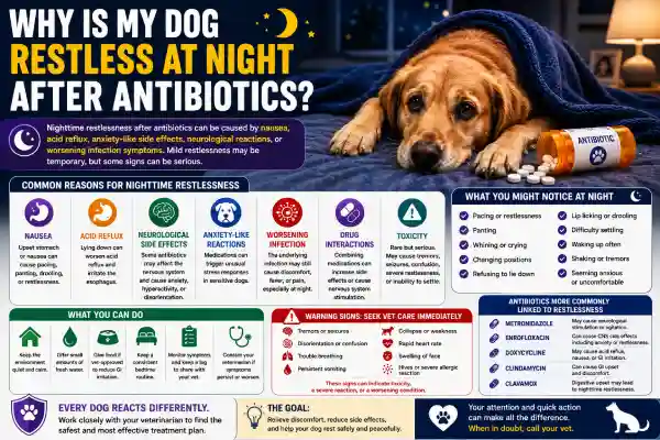 Why Is My Dog Restless at Night After Antibiotics?