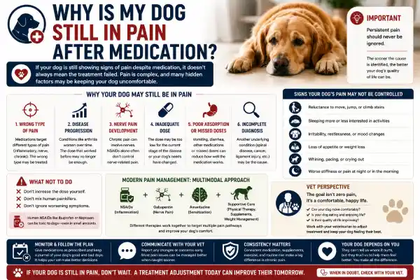 Why Is My Dog Still in Pain After Medication?