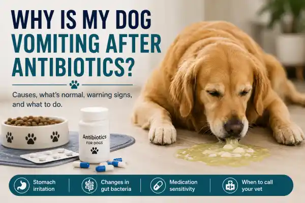 Why Is My Dog Vomiting After Antibiotics