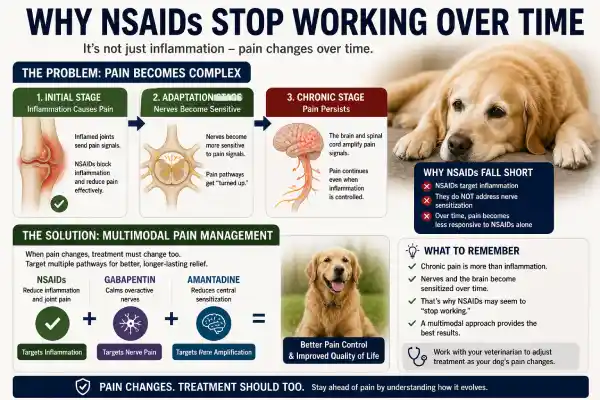 Safest NSAID for Dogs