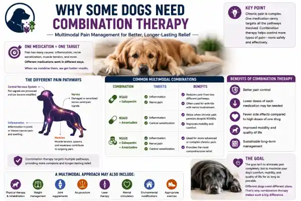 What to Do If Dog Medication Is Not Working