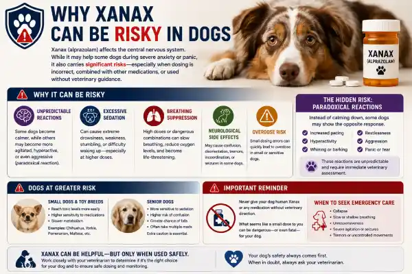 Can Dogs Take Xanax Safely?