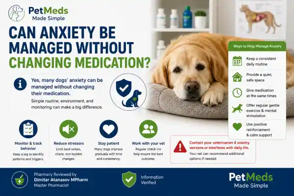 Can Seizure Medication Cause Anxiety in Dogs