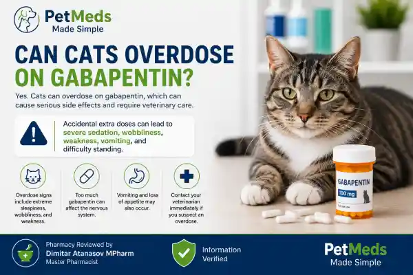 Can Cats Overdose on Gabapentin