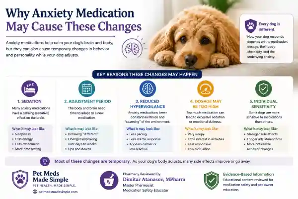 Can Dogs Become Emotionally Numb on Anxiety Medication?