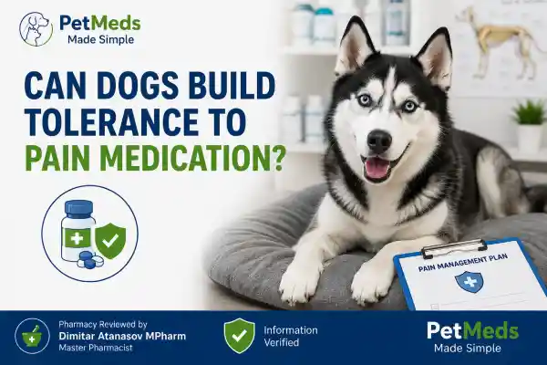 Can Dogs Build Tolerance to Pain Medication