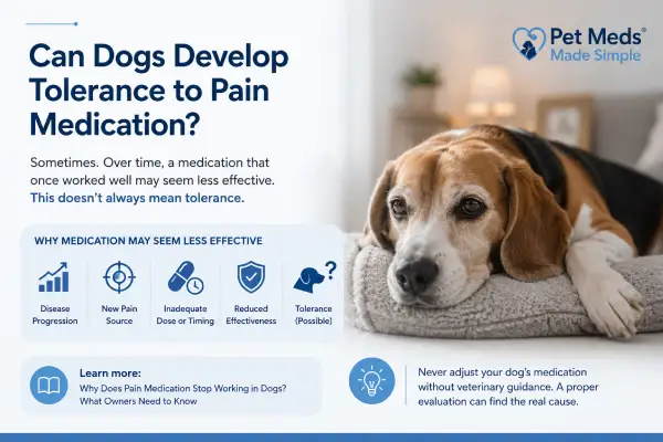 Why Is My Dog Restless at Night Despite Pain Medication