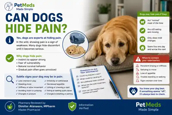 Why Does My Dog Look Sad After Medication